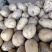 临洮优质沙土地，沃土5号土豆，全国可发货，欢迎各位老板联