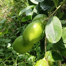 正宗广东香水柠檬