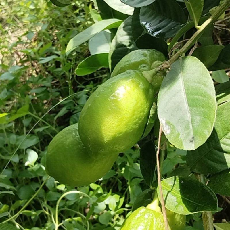 正宗广东香水柠檬