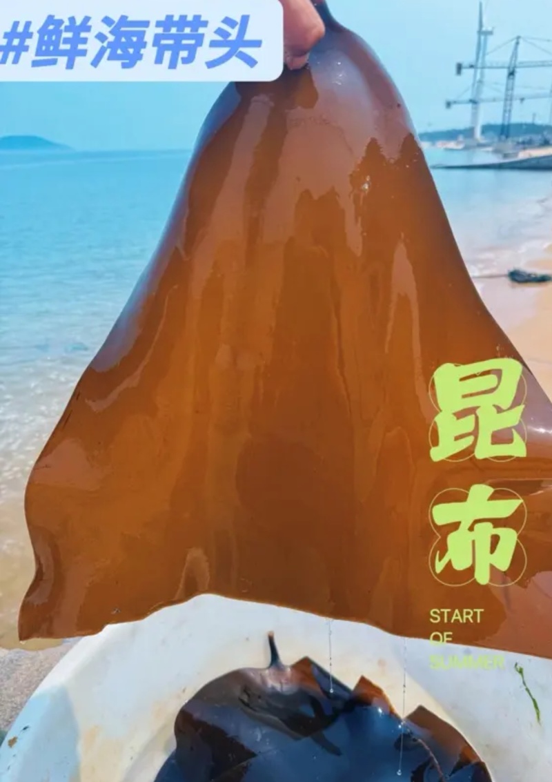 荣成干海带