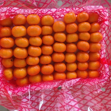 蜜橘特早蜜橘柑橘货源充足皮毛光滑细嫩入口化渣