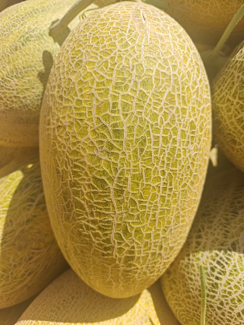 精品哈密瓜1086大量有货欢迎有需要的老板抓紧时间