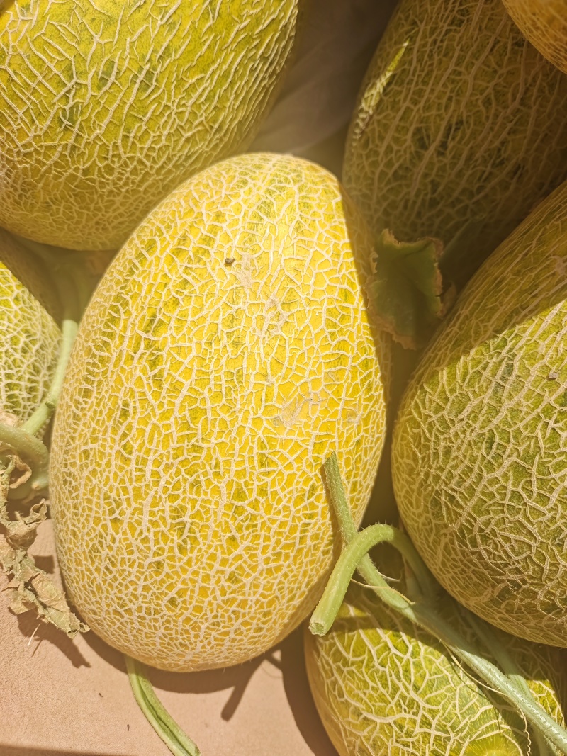 精品哈密瓜1086大量有货欢迎有需要的老板抓紧时间