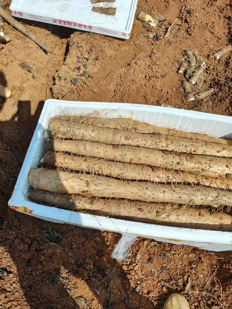 《白鬼淮山药》广西山药/产地直发/新货上市/全国供应批发