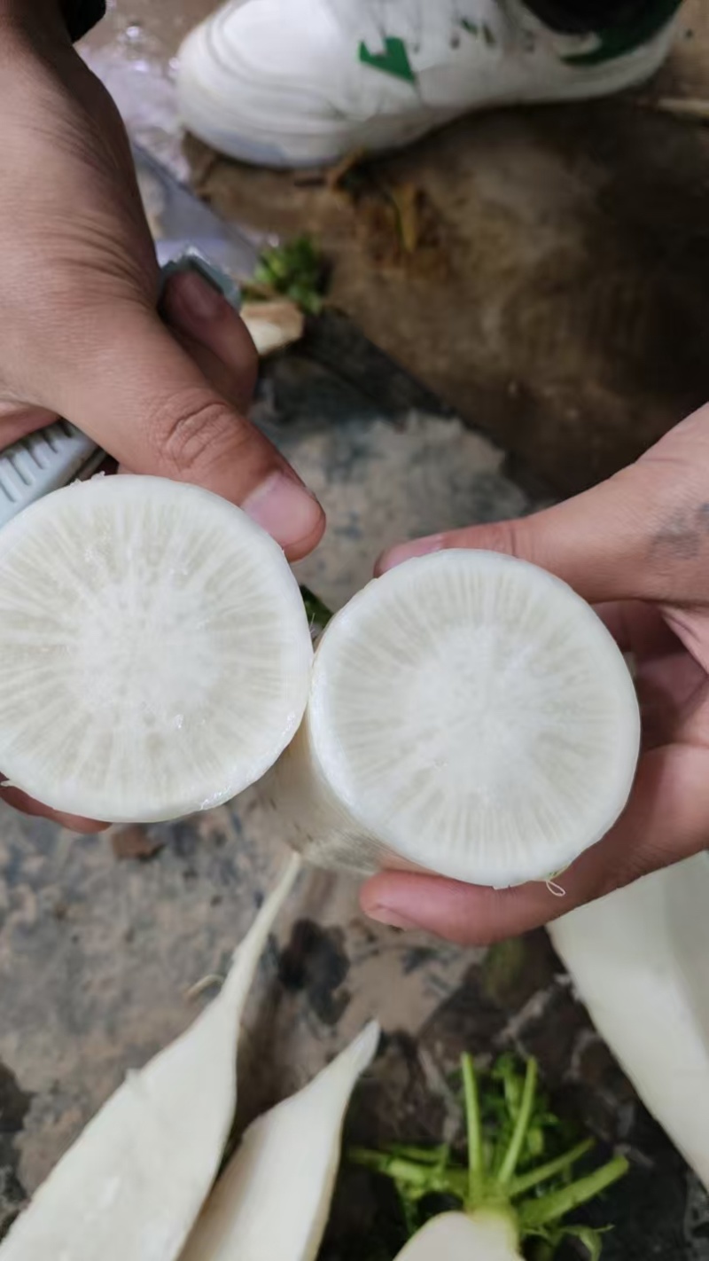 高山白萝卜，产自海拔1800米，精品大量现货量大优惠