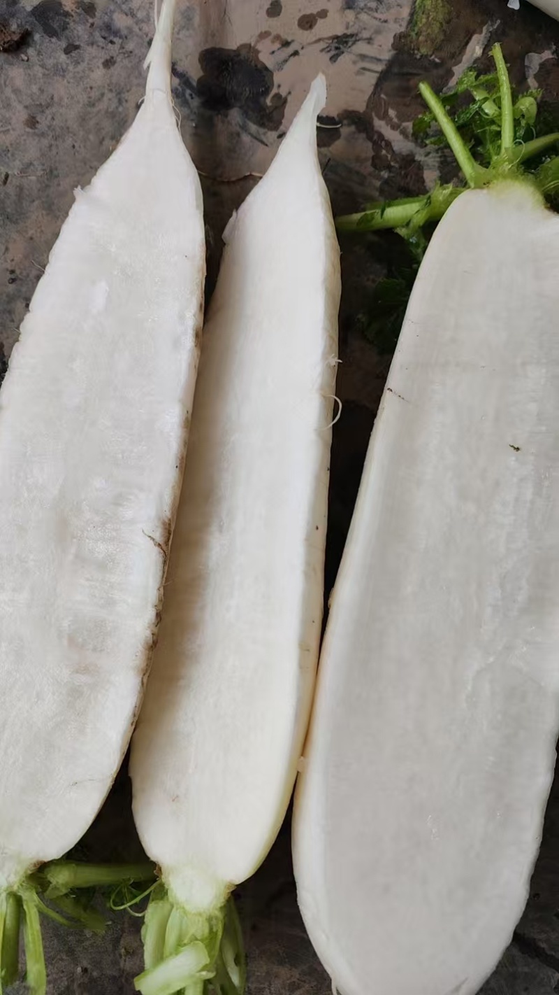 高山白萝卜，产自海拔1800米，精品大量现货量大优惠