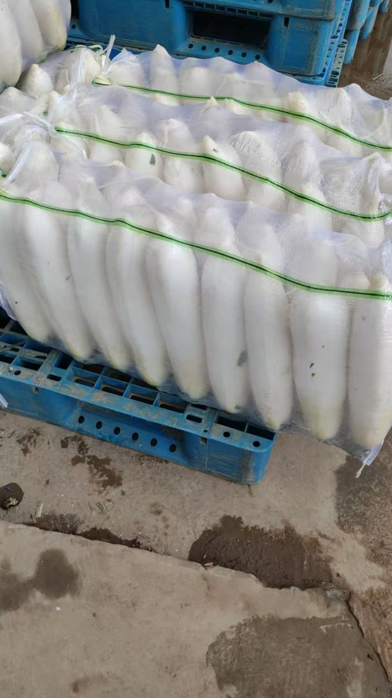 高山白萝卜，产自海拔1800米，精品大量现货量大优惠