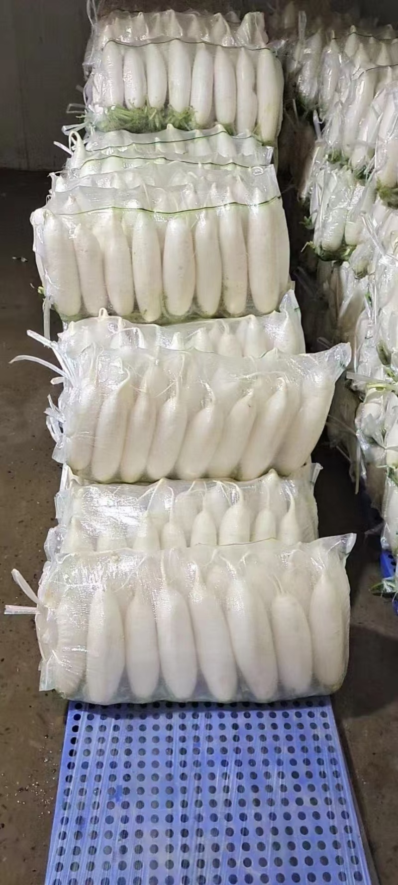高山白萝卜，产自海拔1800米，精品大量现货量大优惠