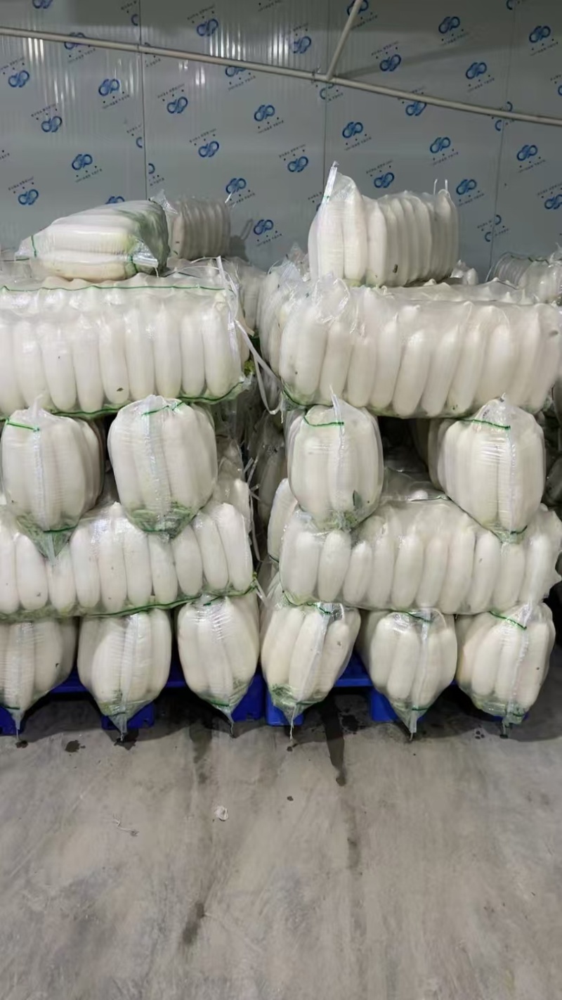 高山白萝卜，产自海拔1800米，精品大量现货量大优惠