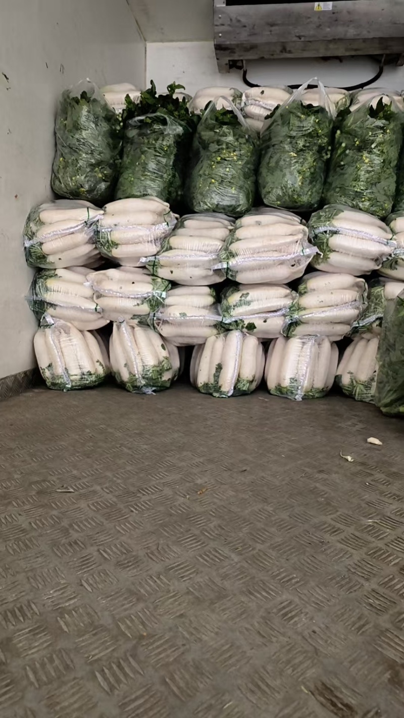 高山白萝卜，产自海拔1800米，精品大量现货量大优惠
