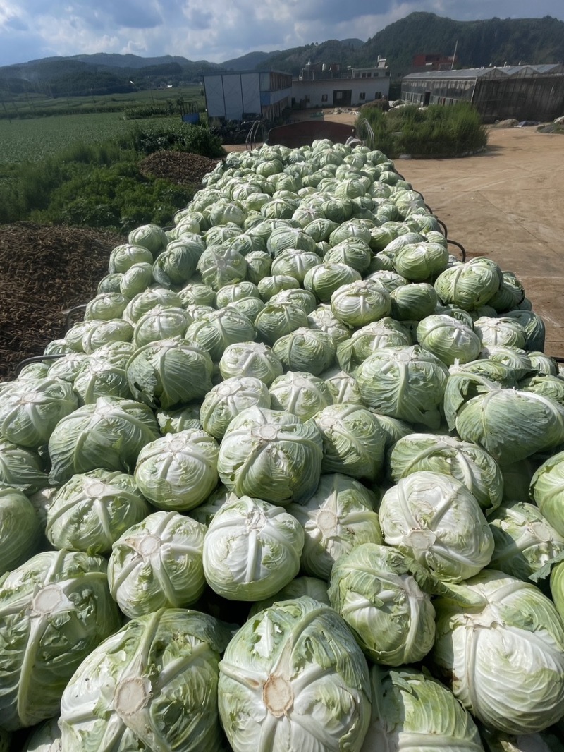 威宁奥奇丽大量上市有需要的联系