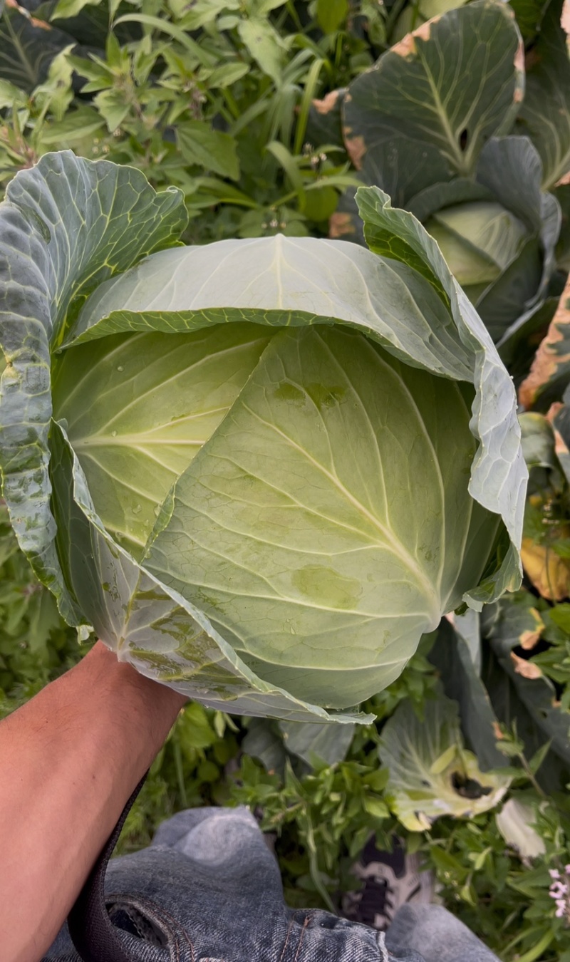 威宁奥奇丽大量上市有需要的联系
