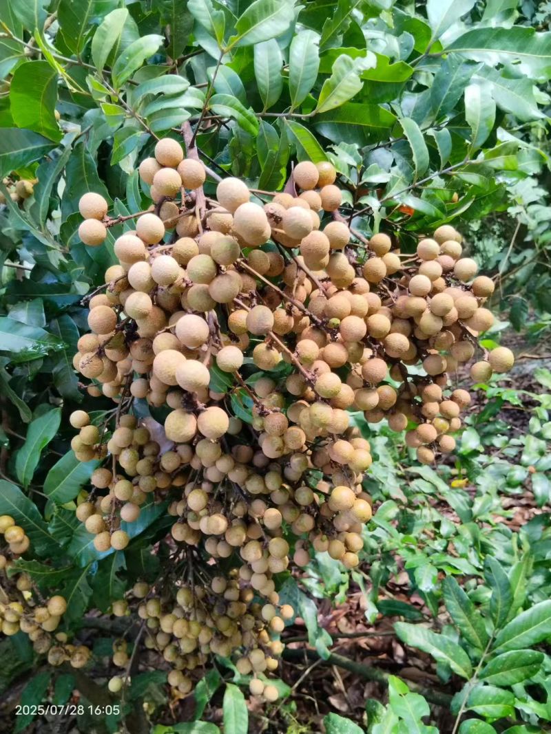 石硖龙眼正式上巿，有市场的老板看过来