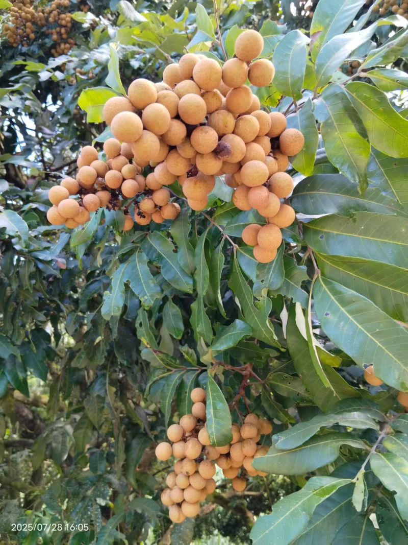 石硖龙眼正式上巿，有市场的老板看过来