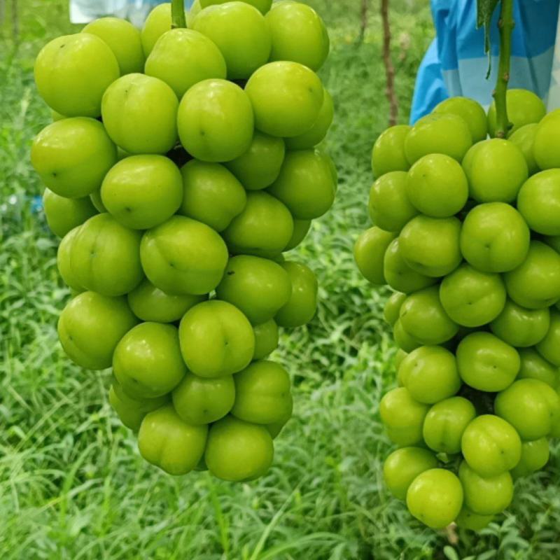 百亩阳光玫瑰