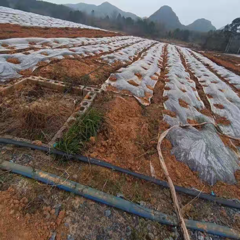《黑鬼淮山药》广西山药/产地直发/新货上市/全国供应批发