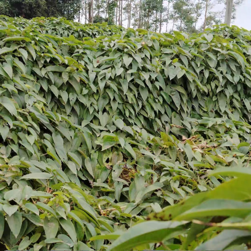 《黑鬼淮山药》广西山药/产地直发/新货上市/全国供应批发