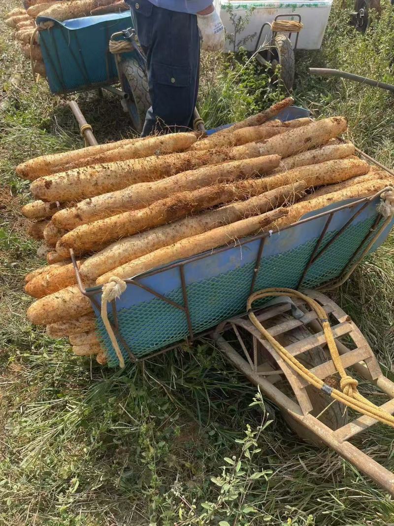 《淮山药》广西淮山药/白鬼黑鬼淮山药/产地货源全国供应