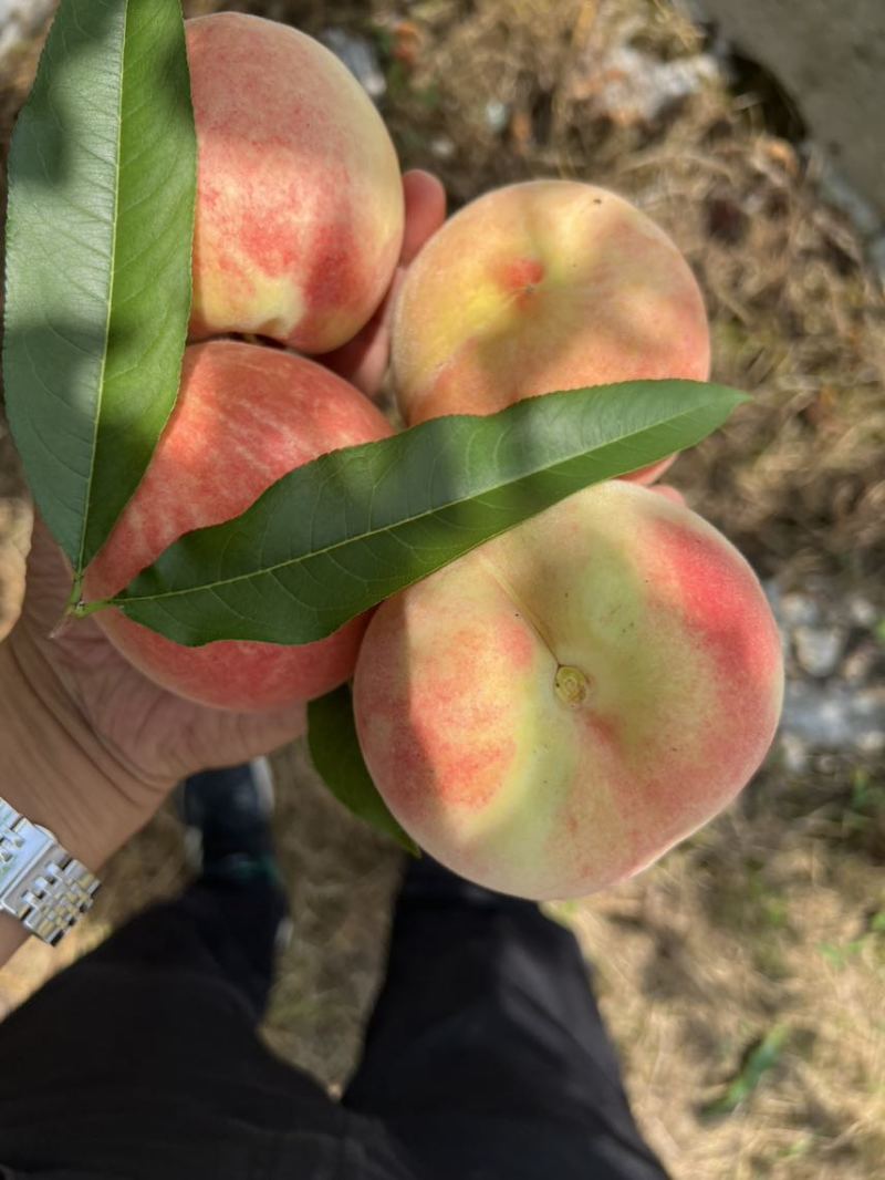 【推荐】贵州苹果桃产地直发货源充足可视频看货欢迎下单