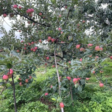 苹果和梨