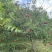 苹果和梨