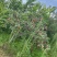 苹果和梨