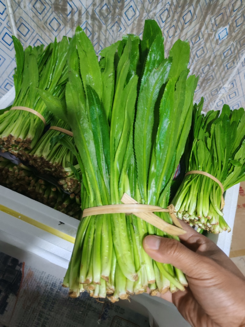 云南大叶香菜，全年供货产地直发品质保证量大从优