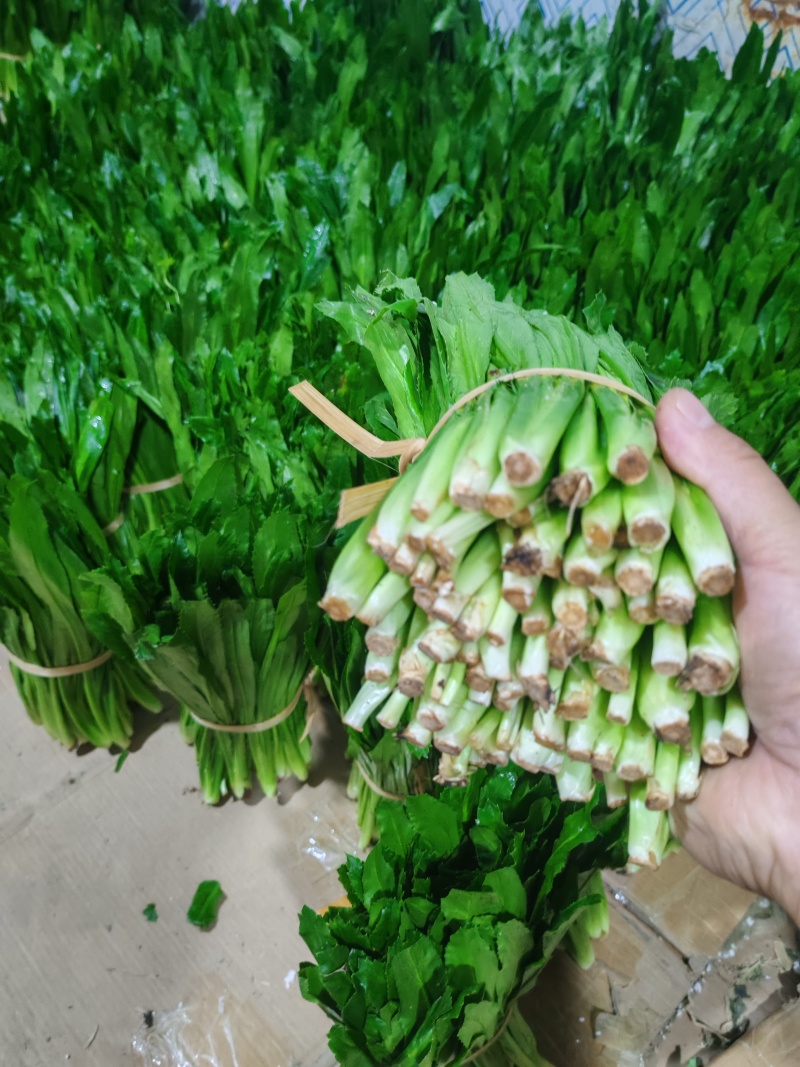 云南大叶香菜，全年供货产地直发品质保证量大从优