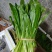 云南大叶香菜，全年供货产地直发品质保证量大从优