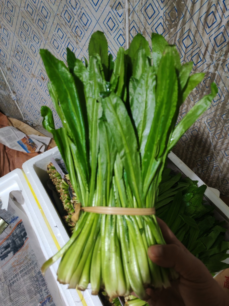 云南大叶香菜，全年供货产地直发品质保证量大从优