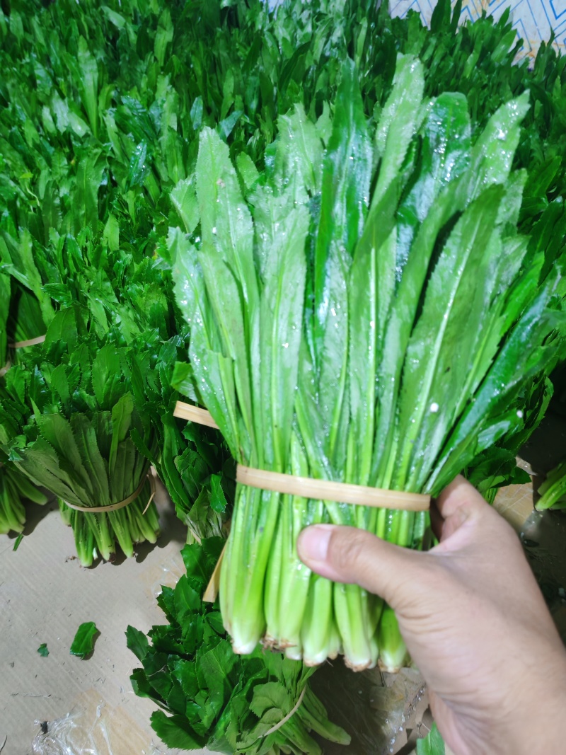 云南大叶香菜，全年供货产地直发品质保证量大从优