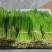 云南大叶香菜，全年供货产地直发品质保证量大从优