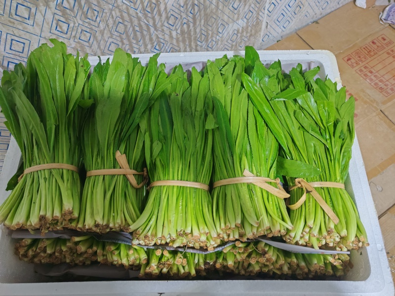 云南大叶香菜，全年供货产地直发品质保证量大从优