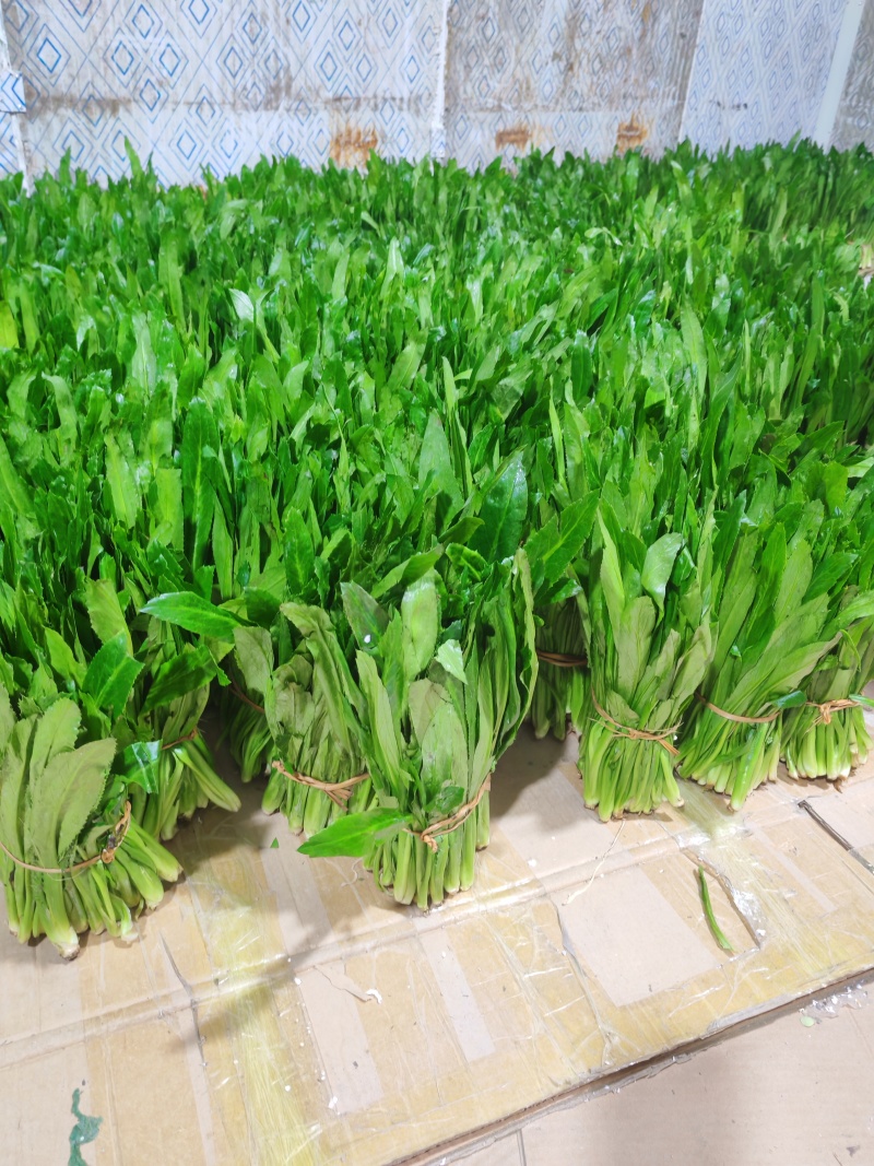 云南大叶香菜，全年供货产地直发品质保证量大从优