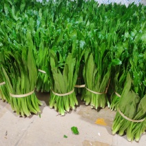 云南大叶香菜，全年供货产地直发品质保证量大从优