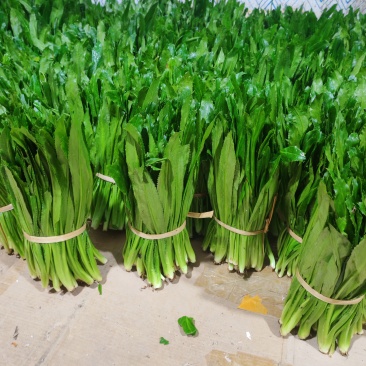 云南大叶香菜，全年供货产地直发品质保证量大从优
