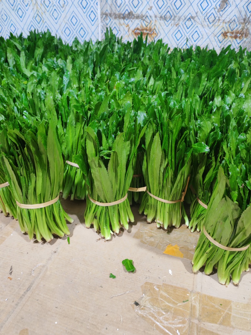云南大叶香菜，全年供货产地直发品质保证量大从优