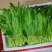 云南大叶香菜，全年供货产地直发品质保证量大从优