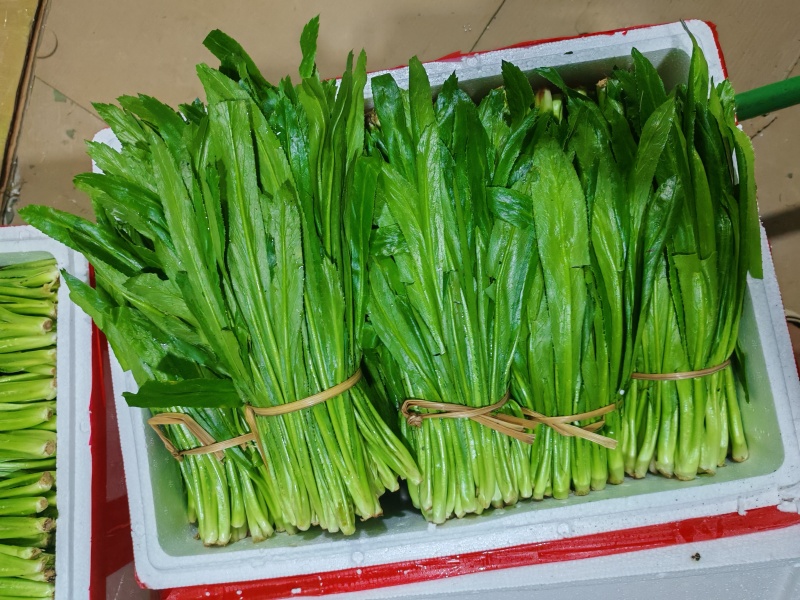 云南大叶香菜，全年供货产地直发品质保证量大从优