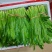 云南大叶香菜，全年供货产地直发品质保证量大从优