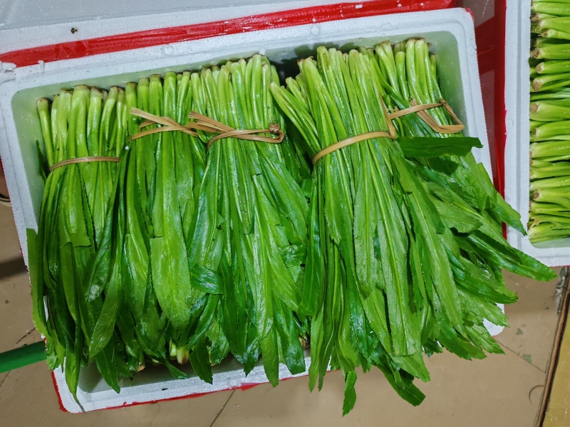 云南大叶香菜，全年供货产地直发品质保证量大从优