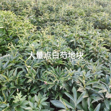常年收购白芍白芷白术，出售各种中药材种苗