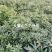 常年收购白芍白芷白术，出售各种中药材种苗