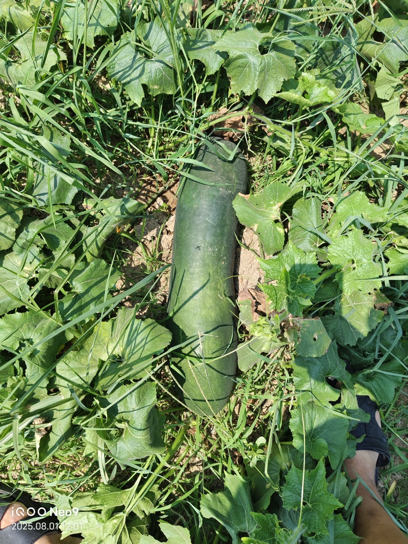 陕西汉中精品青皮冬瓜货量大，质量好，产地直发，一条龙服务