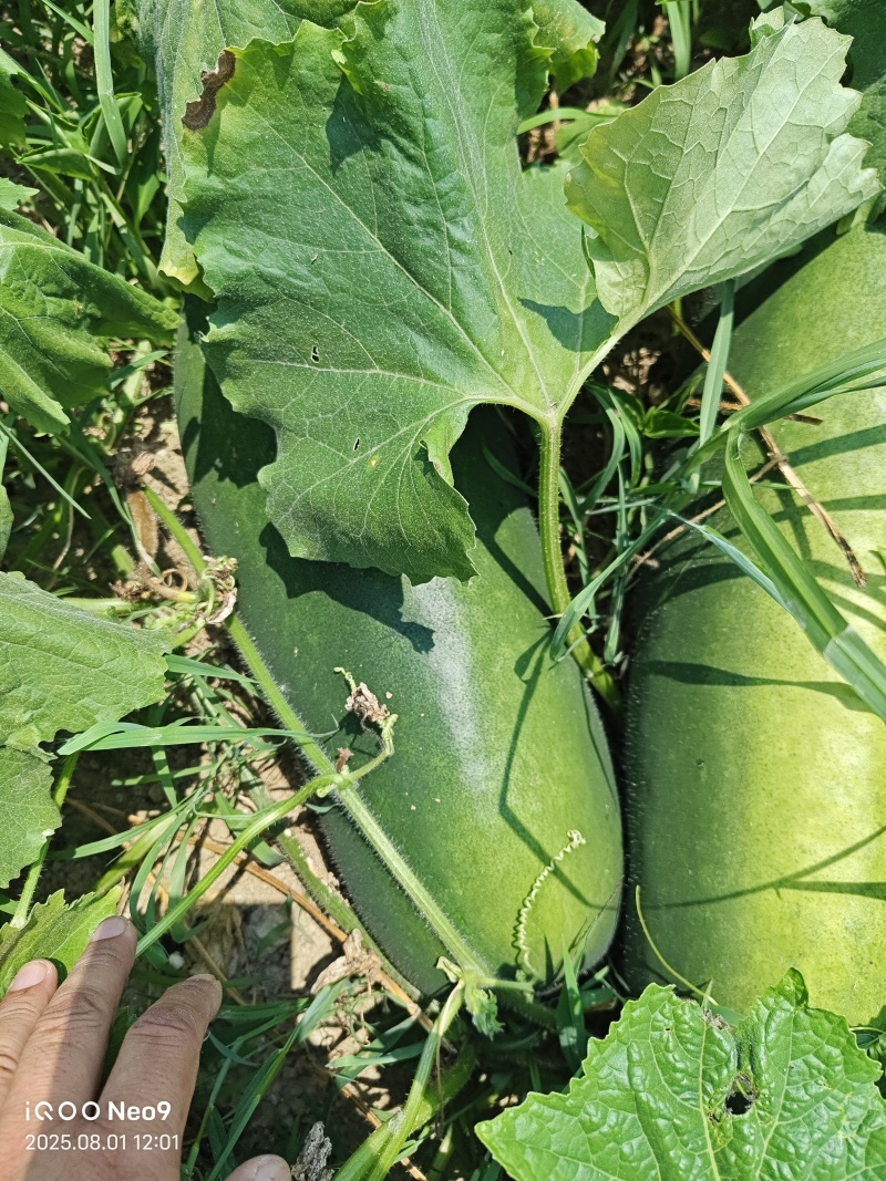 陕西汉中精品青皮冬瓜货量大，质量好，产地直发，一条龙服务