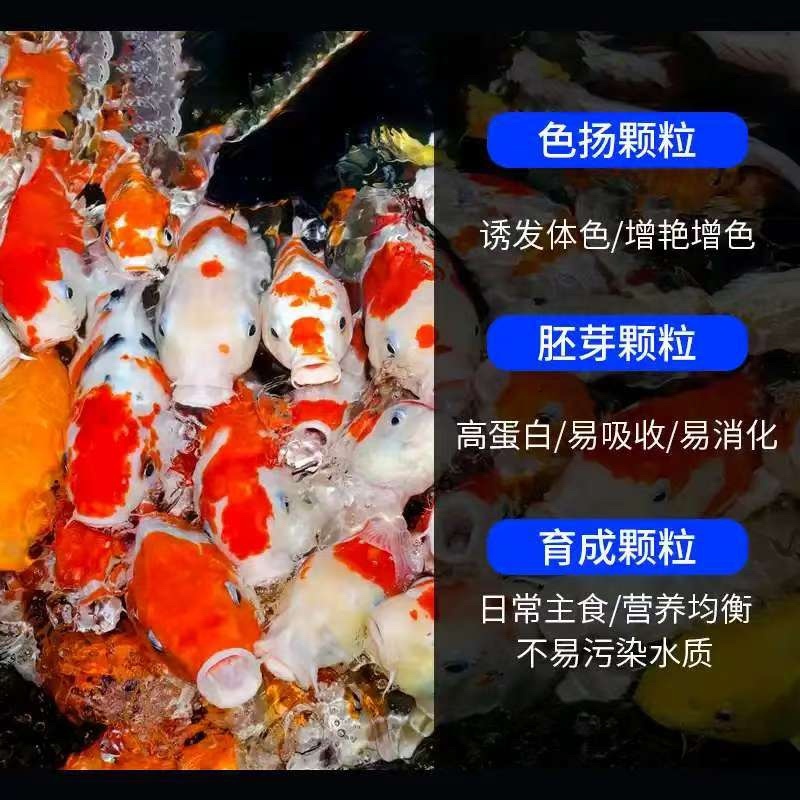 锦鲤鱼饲料增色增肥爆身不浑水观赏鱼通用型