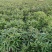 常年收购白芍白芷白术，出售各种中药材种苗