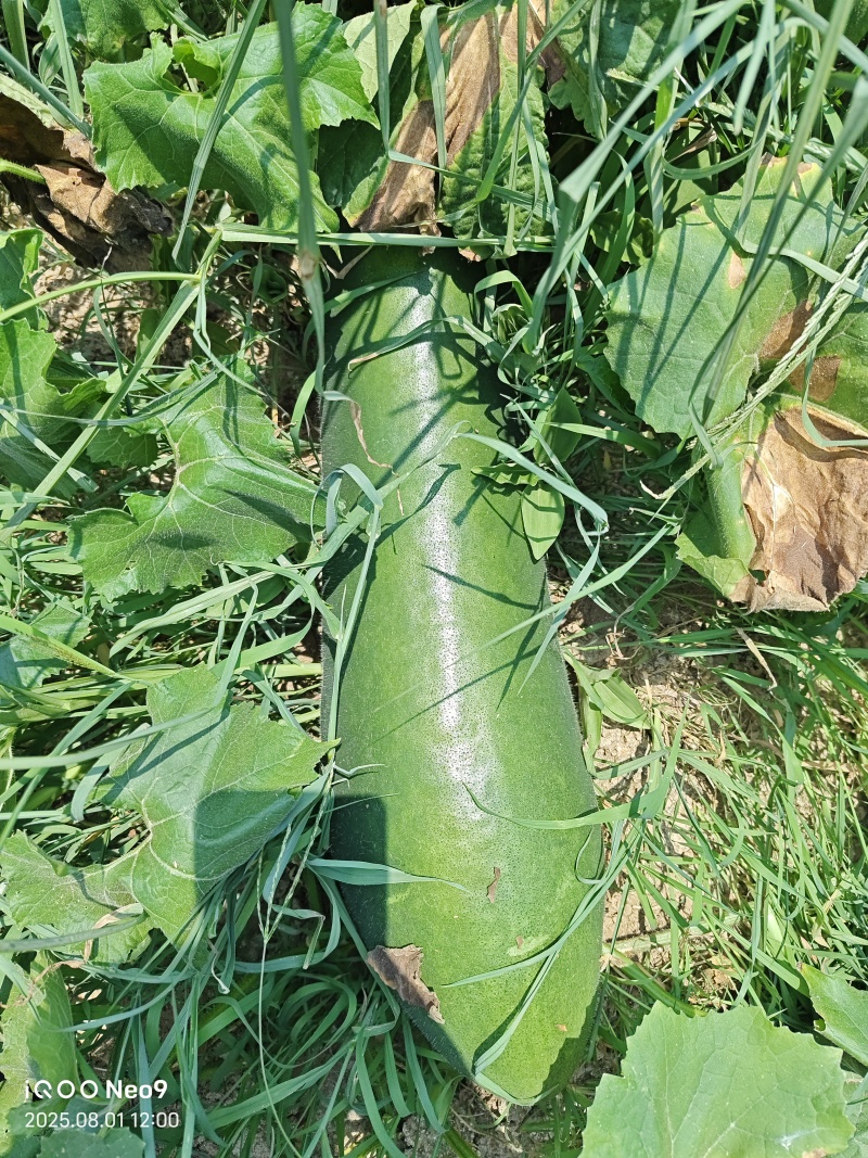陕西汉中精品青皮冬瓜货量大，质量好，产地直发，一条龙服务
