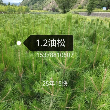 2025年油松苗子