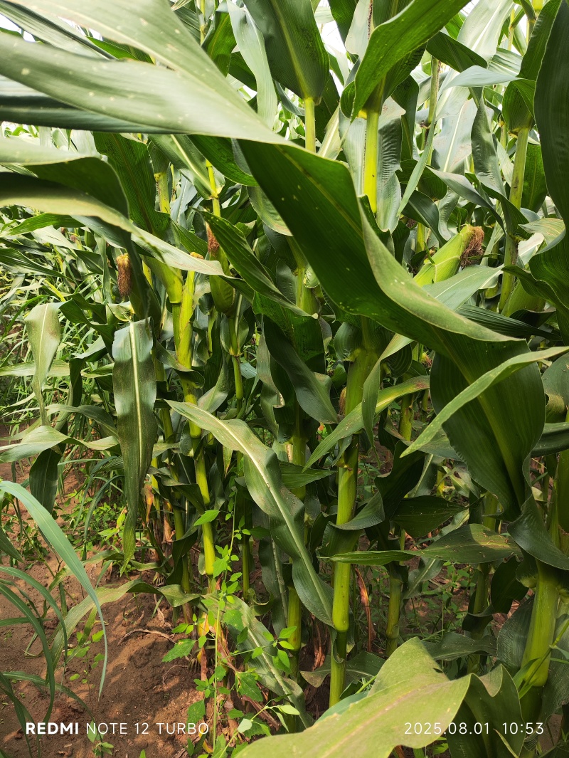 山西忻州甜玉米基地直销